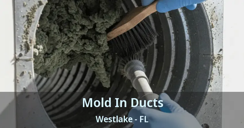 Mold In Ducts Westlake - FL